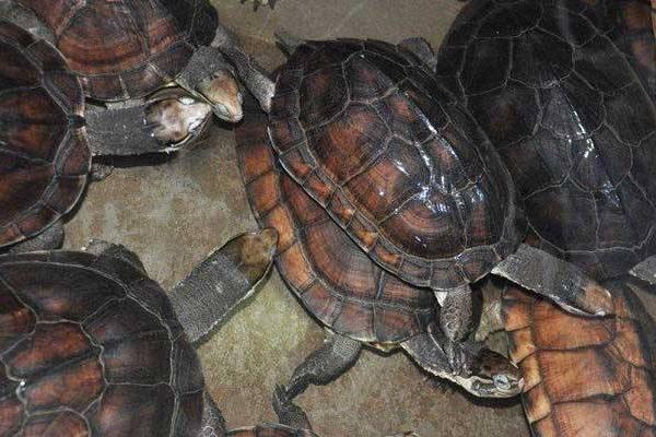 石龟吃什么长得快