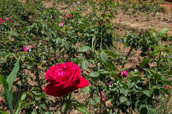 种一亩玫瑰花能赚多少钱？种玫瑰花的成本和利润