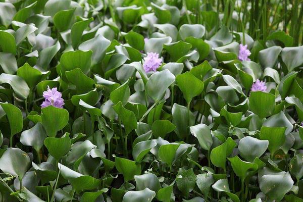 水葫芦的危害与水葫芦的防治方法,处理方法