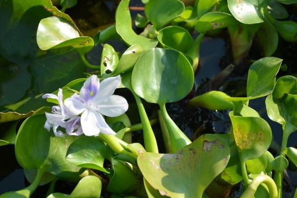 水葫芦的危害与水葫芦的防治方法,处理方法