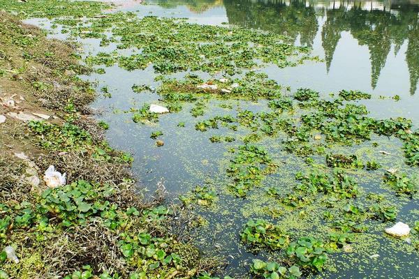 水葫芦的危害与水葫芦的防治方法,处理方法