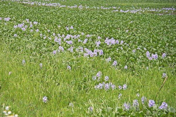 水葫芦的危害与水葫芦的防治方法,处理方法