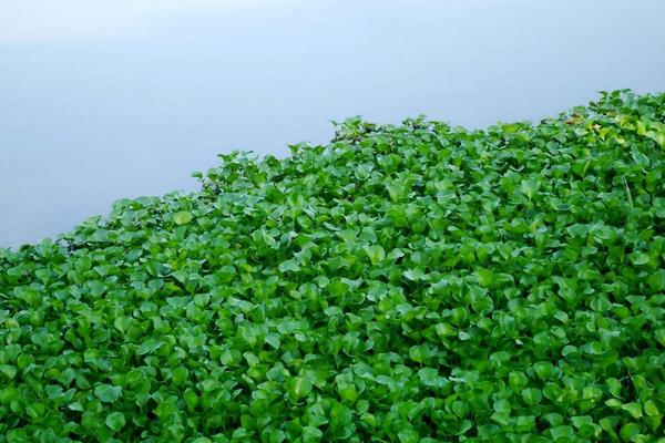 水葫芦的危害与水葫芦的防治方法,处理方法