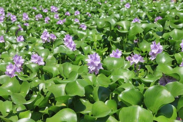 变废为宝水葫芦养鹅致富