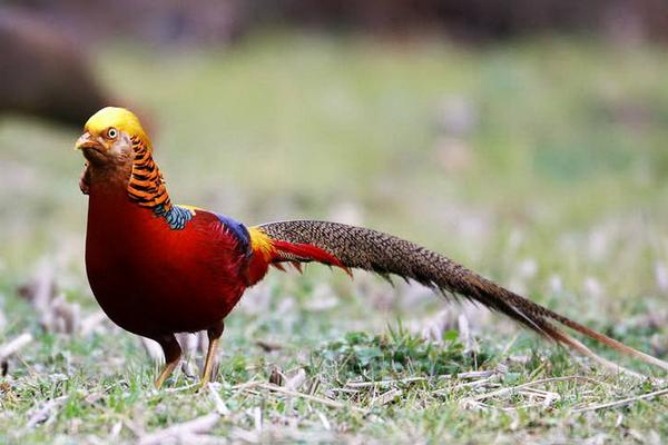 2018养锦鸡赚钱吗?锦鸡养殖的利润与投资成本及前景预测