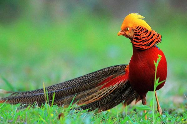 2018养锦鸡赚钱吗?锦鸡养殖的利润与投资成本及前景预测