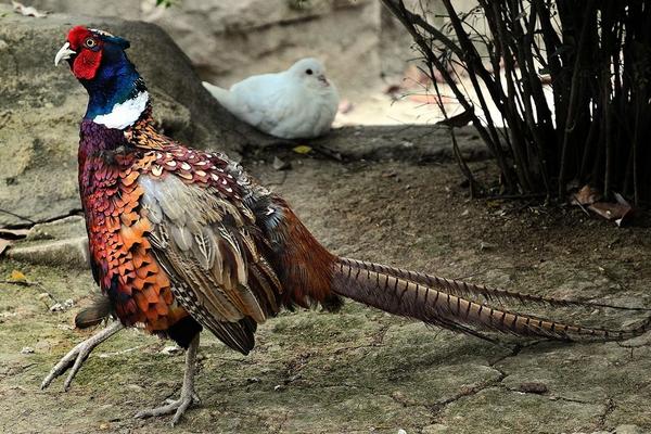 2018养锦鸡赚钱吗?锦鸡养殖的利润与投资成本及前景预测