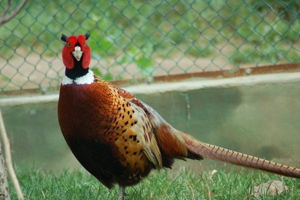 2018养锦鸡赚钱吗?锦鸡养殖的利润与投资成本及前景预测