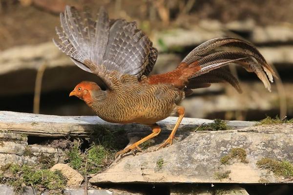 2018养锦鸡赚钱吗?锦鸡养殖的利润与投资成本及前景预测