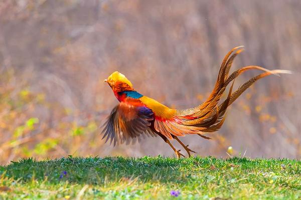 2018养锦鸡赚钱吗?锦鸡养殖的利润与投资成本及前景预测