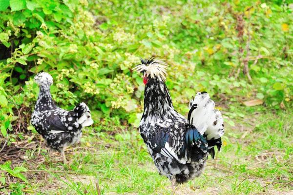 2018养贵妃鸡赚钱吗?贵妃鸡养殖的利润与投资成本及前景预测