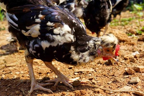 2018养贵妃鸡赚钱吗?贵妃鸡养殖的利润与投资成本及前景预测
