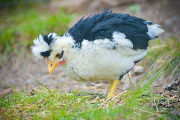 2018养贵妃鸡赚钱吗?贵妃鸡养殖的利润与投资成本及前景预测
