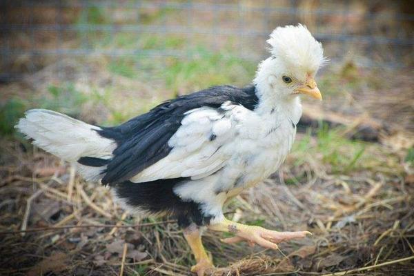2018养贵妃鸡赚钱吗?贵妃鸡养殖的利润与投资成本及前景预测