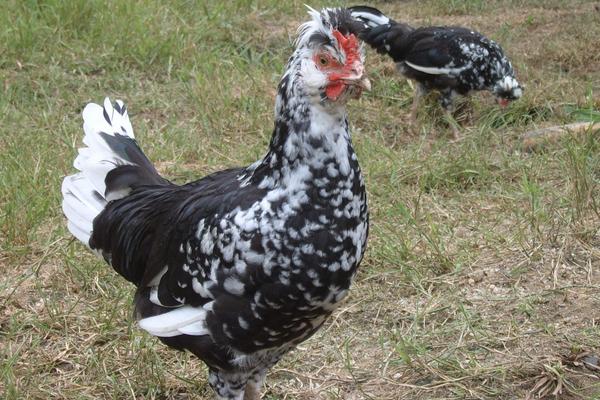 2018养贵妃鸡赚钱吗?贵妃鸡养殖的利润与投资成本及前景预测