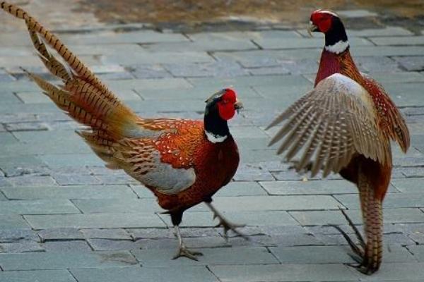 2018养斗鸡赚钱吗?斗鸡养殖的利润与投资成本及前景预测