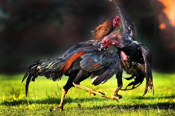 2018养斗鸡赚钱吗?斗鸡养殖的利润与投资成本及前景预测