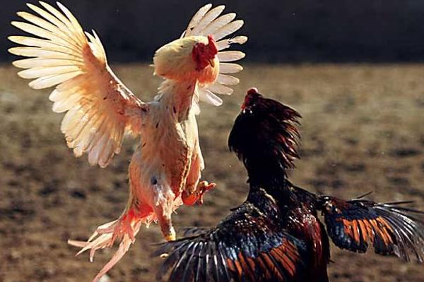 2018养斗鸡赚钱吗?斗鸡养殖的利润与投资成本及前景预测