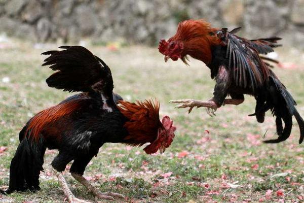 2018养斗鸡赚钱吗?斗鸡养殖的利润与投资成本及前景预测