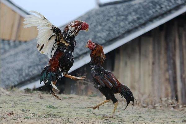 2018养斗鸡赚钱吗?斗鸡养殖的利润与投资成本及前景预测