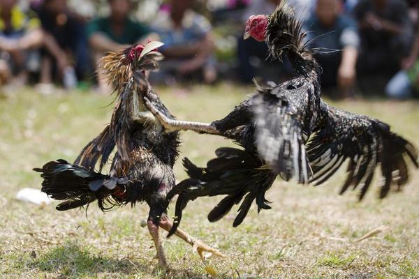2018养斗鸡赚钱吗?斗鸡养殖的利润与投资成本及前景预测