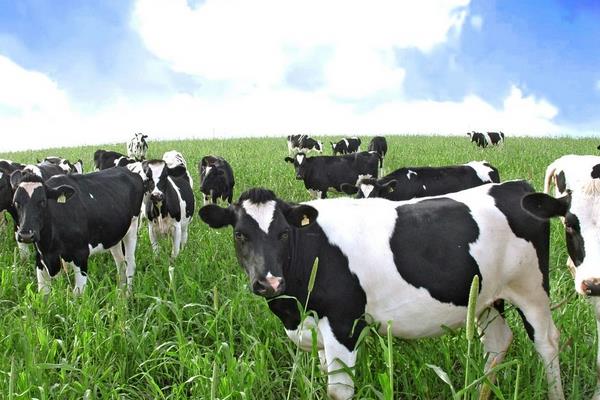 养100头奶牛能赚多少钱?养奶牛的成本和利润