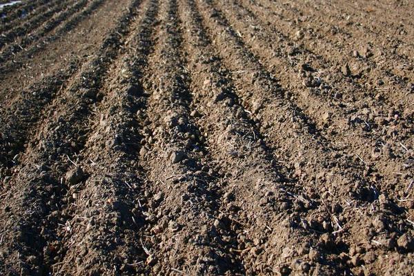 柿子种子怎么种