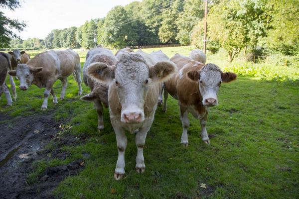 养100头奶牛能赚多少钱?养奶牛的成本和利润