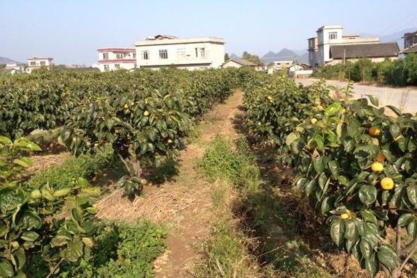 柿子种植栽培技术