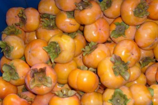 柿子品种有哪些