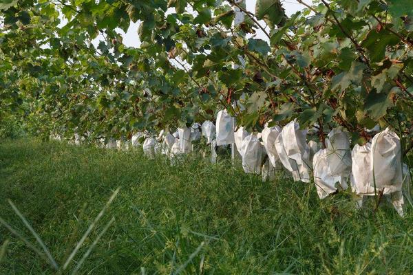 南方巨峰葡萄种植技术