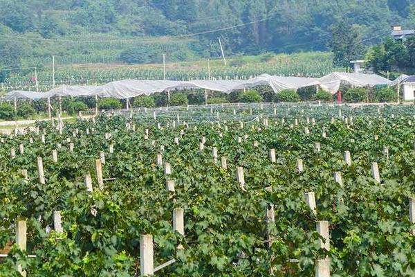 南方巨峰葡萄种植技术