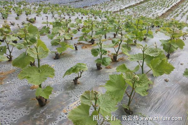 夏黑葡萄苗价格多少钱一株