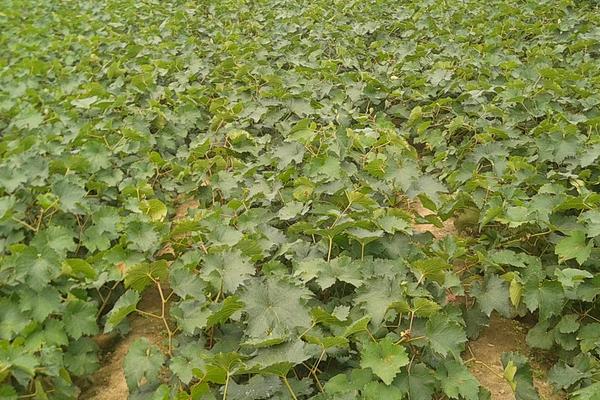 夏黑葡萄苗价格多少钱一株