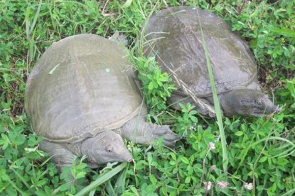 甲鱼养殖的成本与利润