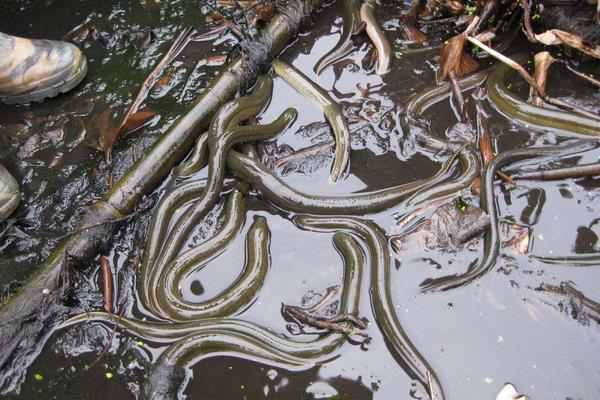 水泥池养黄鳝怎么养？有哪些需要注意的？