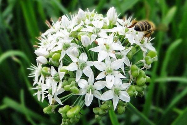 种韭菜每亩也可以赚七八千