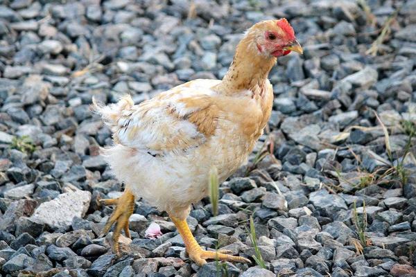 2018养肉鸡赚钱吗?肉鸡养殖的利润与投资成本及前景预测