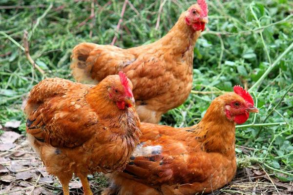 2018养肉鸡赚钱吗?肉鸡养殖的利润与投资成本及前景预测