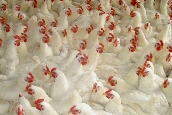 2018养肉鸡赚钱吗?肉鸡养殖的利润与投资成本及前景预测