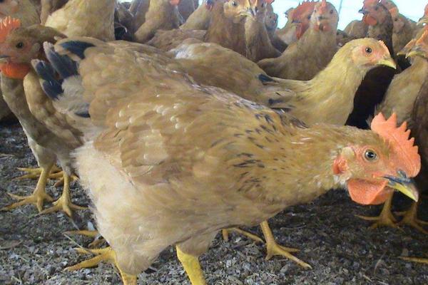 2018养肉鸡赚钱吗?肉鸡养殖的利润与投资成本及前景预测