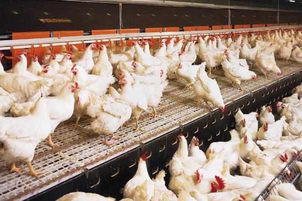 2018养肉鸡赚钱吗?肉鸡养殖的利润与投资成本及前景预测