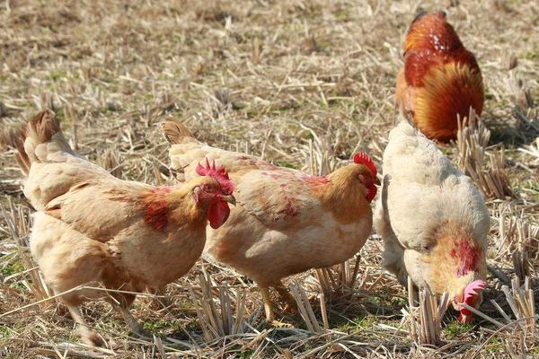 2018养肉鸡赚钱吗?肉鸡养殖的利润与投资成本及前景预测