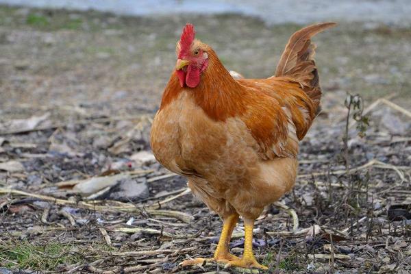 2018养肉鸡赚钱吗?肉鸡养殖的利润与投资成本及前景预测