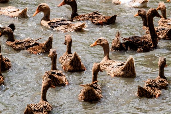 2018养蛋鸭赚钱吗?蛋鸭养殖的利润与投资成本及前景预测