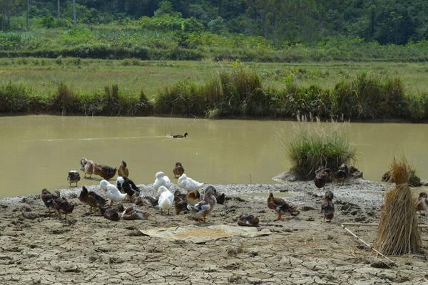 2018养蛋鸭赚钱吗?蛋鸭养殖的利润与投资成本及前景预测