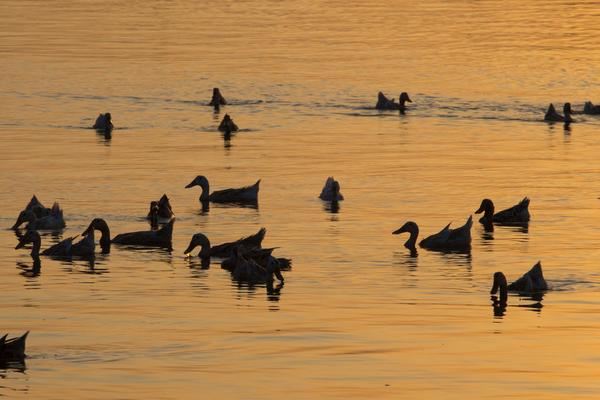 2018养蛋鸭赚钱吗?蛋鸭养殖的利润与投资成本及前景预测