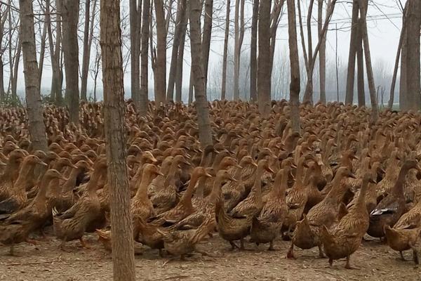 2018养蛋鸭赚钱吗?蛋鸭养殖的利润与投资成本及前景预测