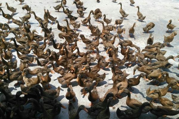 2018养蛋鸭赚钱吗?蛋鸭养殖的利润与投资成本及前景预测