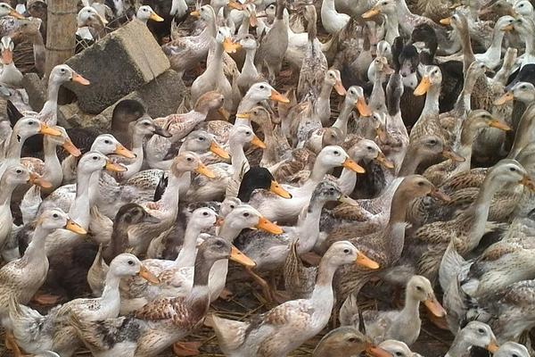 2018养蛋鸭赚钱吗?蛋鸭养殖的利润与投资成本及前景预测